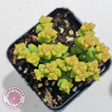 Load image into Gallery viewer, Crassula Tom Thumb