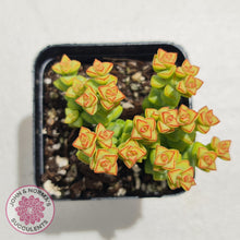 Load image into Gallery viewer, Crassula Tom Thumb