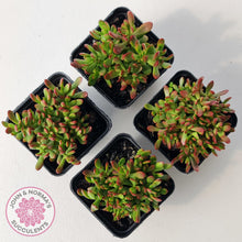 Load image into Gallery viewer, Crassula atropurpurea var. anomala