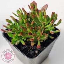 Load image into Gallery viewer, Crassula atropurpurea var. anomala