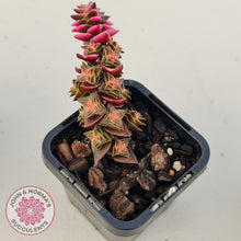 Load image into Gallery viewer, Crassula capitella ssp thyrsiflora variegated