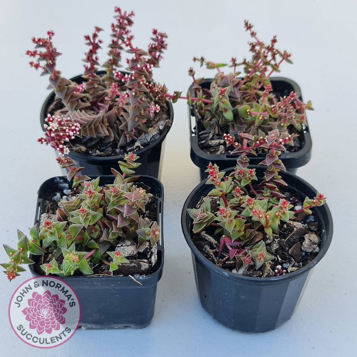 Crassula capitella ssp thyrsiflora