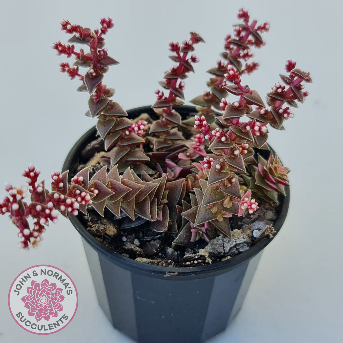 Crassula capitella ssp thyrsiflora
