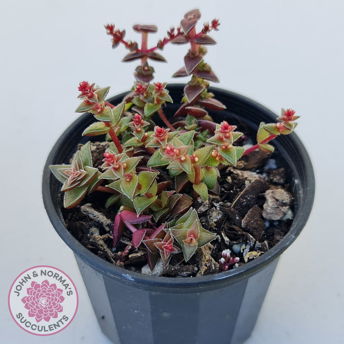 Crassula capitella ssp thyrsiflora