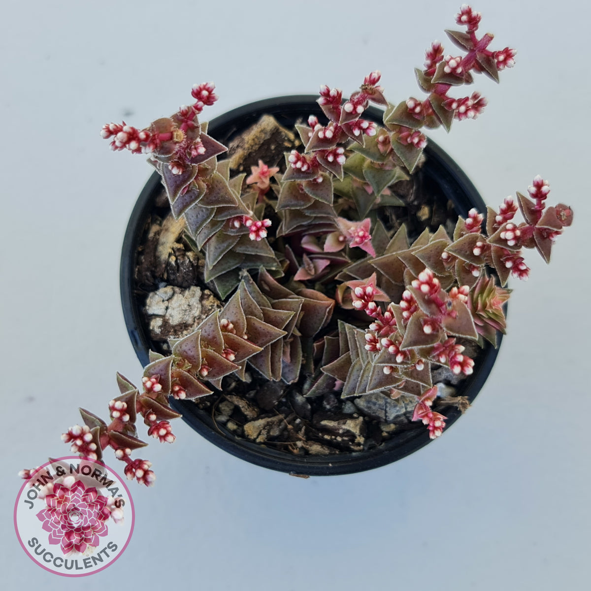 Crassula capitella ssp thyrsiflora