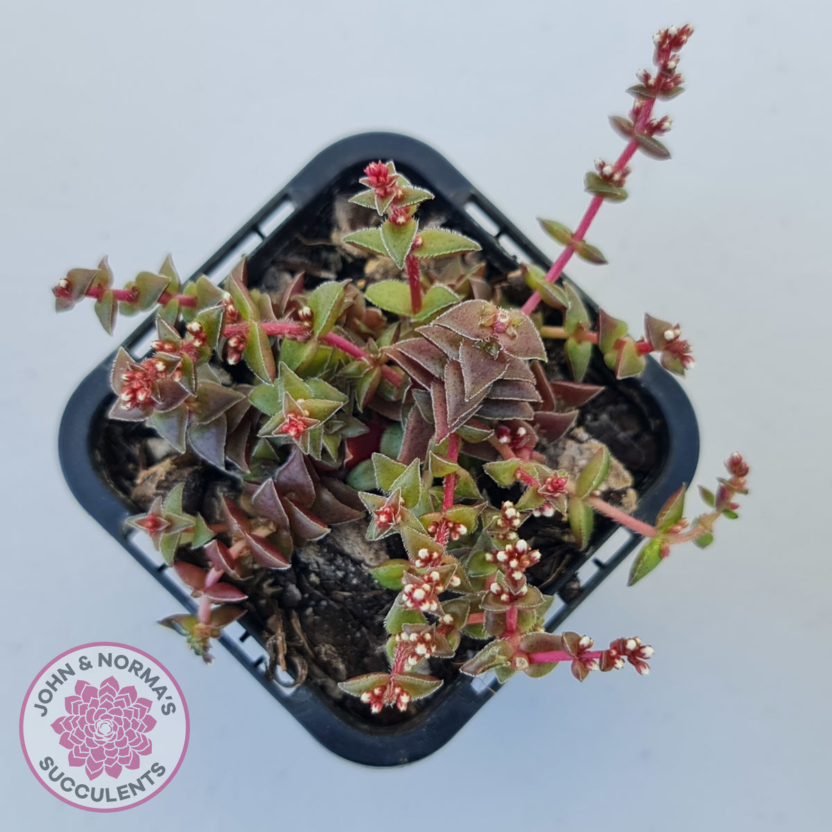 Crassula capitella ssp thyrsiflora