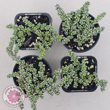 Load image into Gallery viewer, Crassula corallina - John & Norma's Succulents