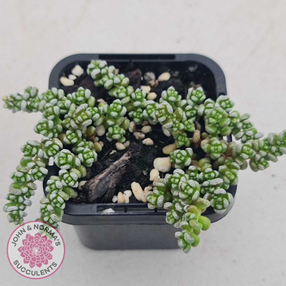 Crassula corallina