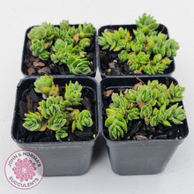 Load image into Gallery viewer, Crassula lanuginosa var. pachystemon 'David'