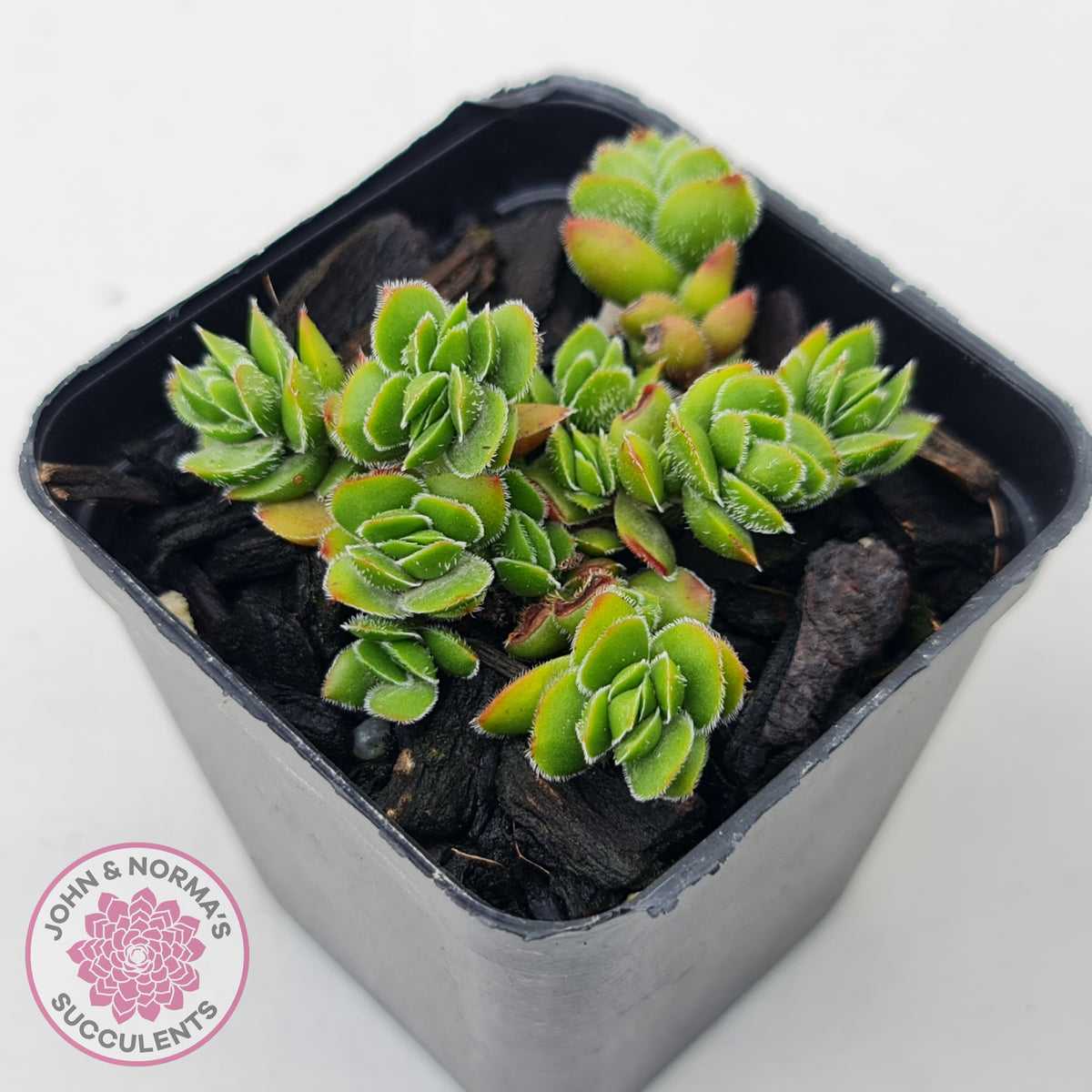 Crassula lanuginosa var. pachystemon 'David'