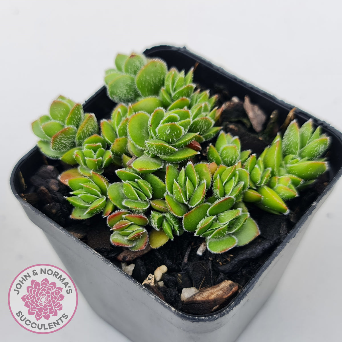 Crassula lanuginosa var. pachystemon 'David'