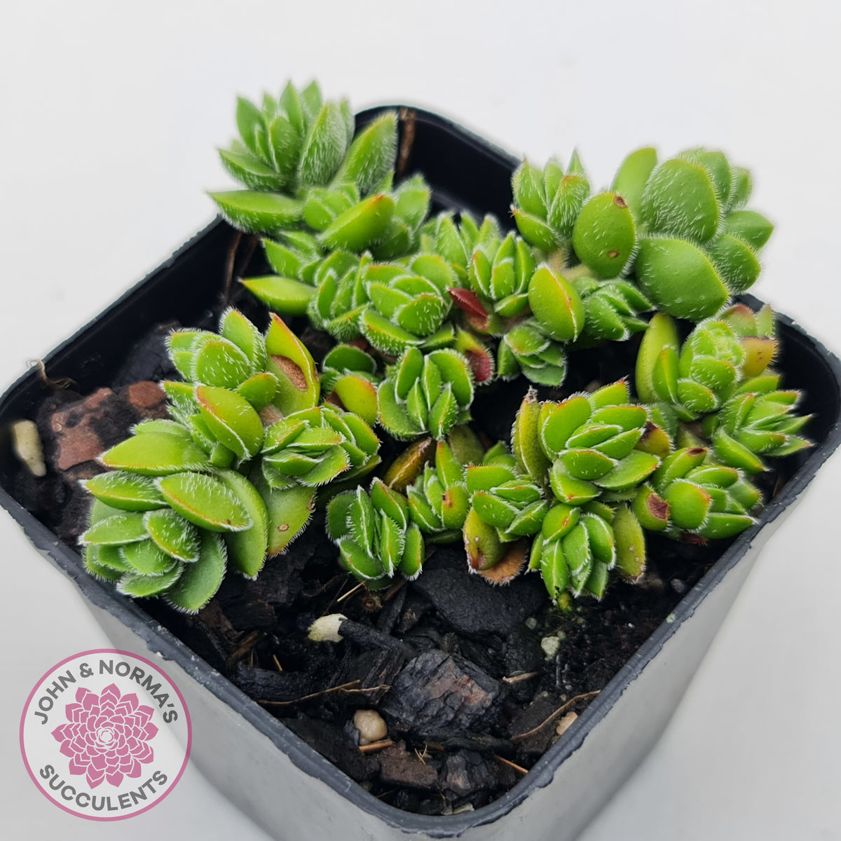 Crassula lanuginosa var. pachystemon 'David'