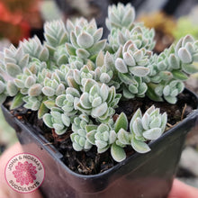 Load image into Gallery viewer, Crassula lanuginosa var. pachystemon - John & Norma's Succulents
