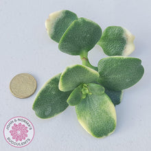 Load image into Gallery viewer, Crassula multicava Variegated - Cutting x 1 - John & Norma's Succulents Australia