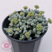 Load image into Gallery viewer, Crassula namaquensis ssp. comptonii - John & Norma's Succulents