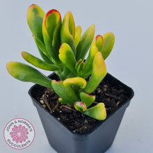 Load image into Gallery viewer, Crassula ovata Gollum