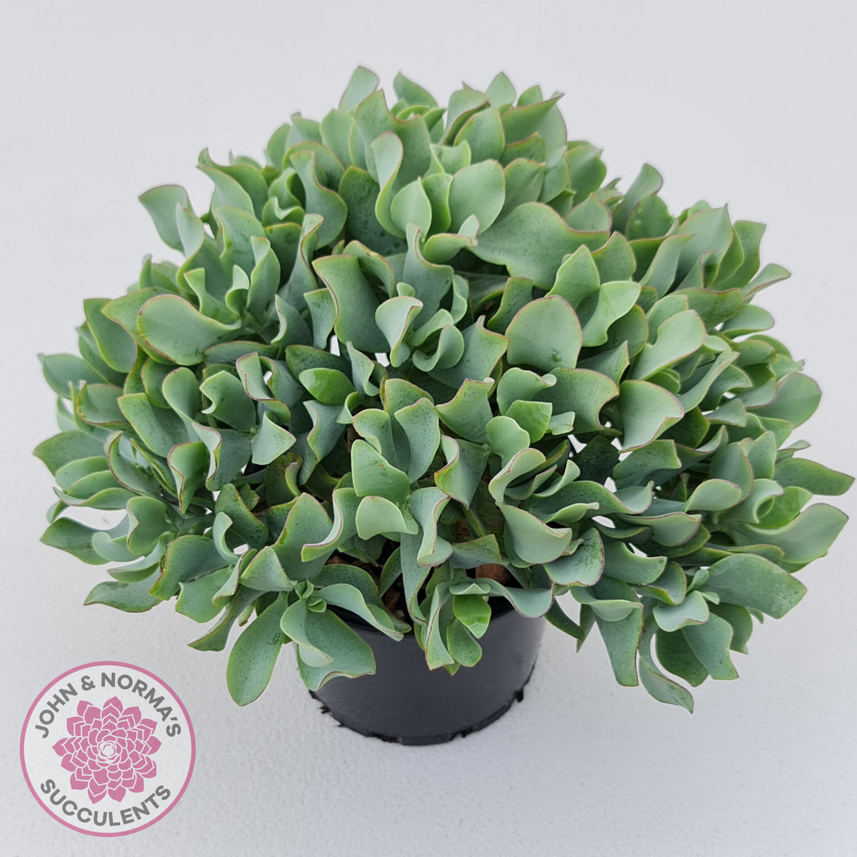 Crassula ovata undulata 'Ripple Jade'
