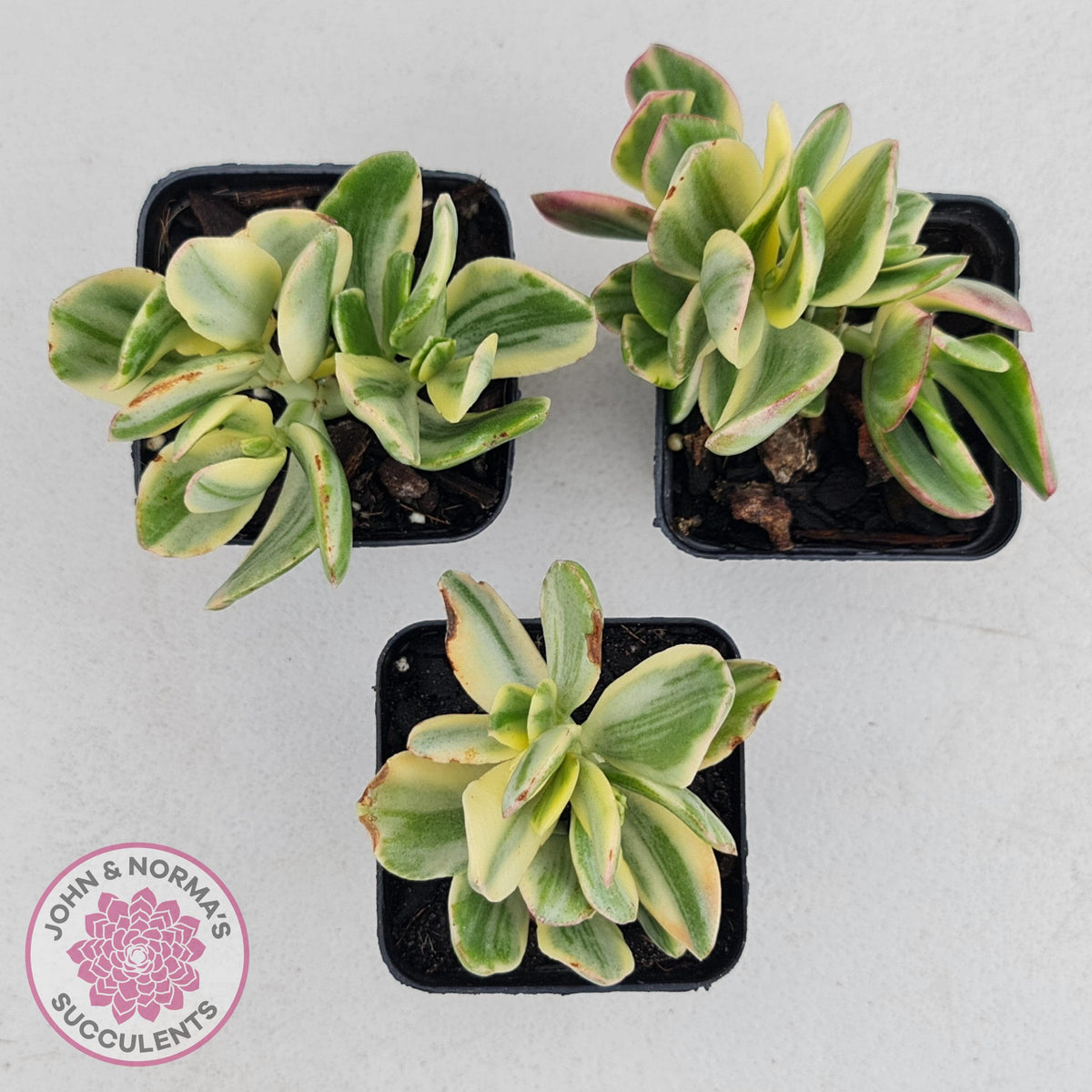 Crassula ovata variegata