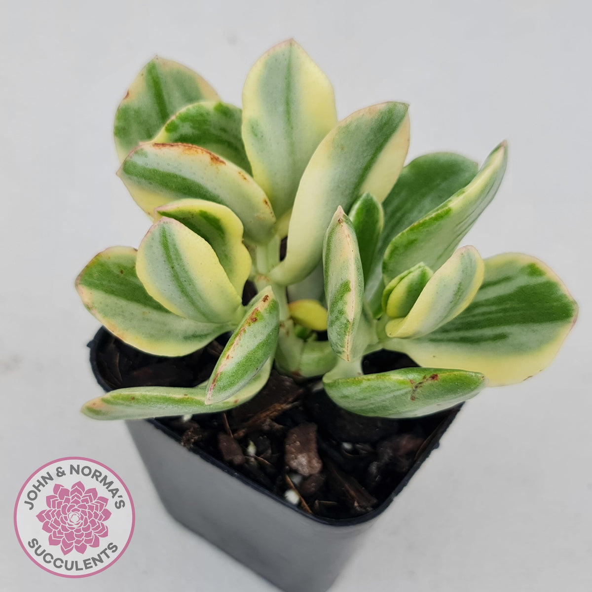 Crassula ovata variegata