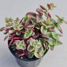 Load image into Gallery viewer, Crassula pellucida Isabella 'Variegata' - John & Norma's Succulents