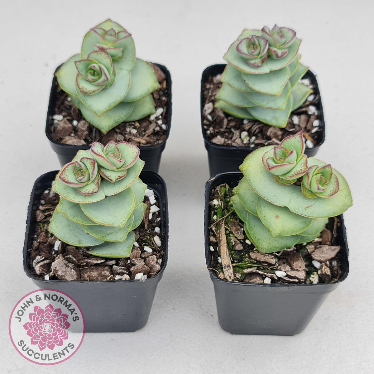 Crassula perforata - Giant Form