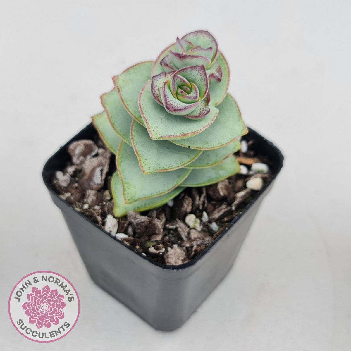 Crassula perforata - Giant Form