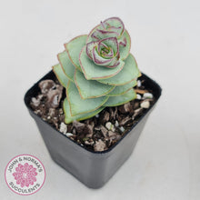 Load image into Gallery viewer, Crassula perforata - Giant Form - John & Norma's Succulents