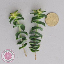 Load image into Gallery viewer, Crassula perforata 'Southern Cross' (white variegate) - Cuttings x 2 - John & Norma's Succulents Australia