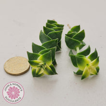 Load image into Gallery viewer, Crassula perforata 'Southern Cross' (white variegate) - Cuttings x 2 - John & Norma's Succulents Australia