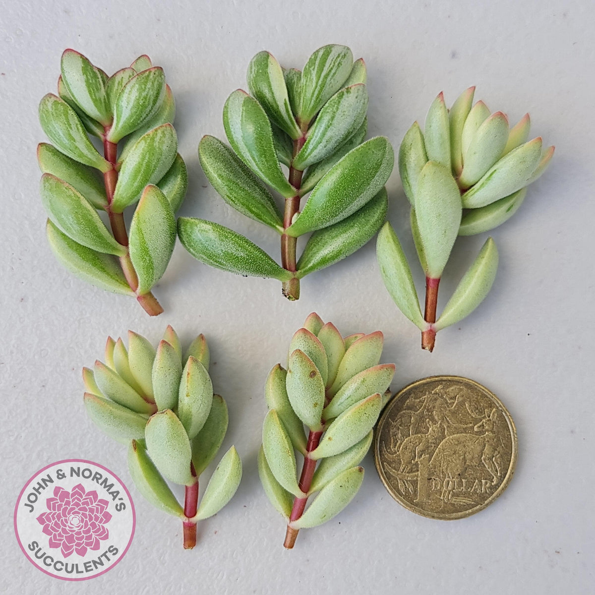 Crassula rogersii - Silk Variegated Cuttings x 5