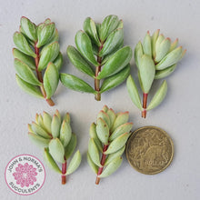Load image into Gallery viewer, Crassula rogersii - Silk Variegated Cuttings x 5 - John & Norma's Succulents Australia