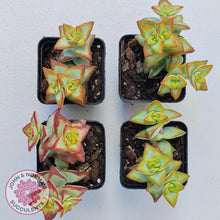 Load image into Gallery viewer, Crassula rupestris 'High Voltage' - John & Norma's Succulents Australia