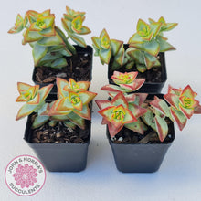 Load image into Gallery viewer, Crassula rupestris 'High Voltage' - John & Norma's Succulents Australia