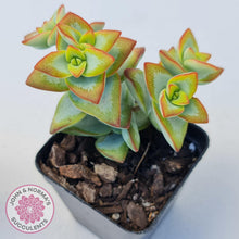 Load image into Gallery viewer, Crassula rupestris 'High Voltage' - John & Norma's Succulents Australia