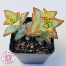 Load image into Gallery viewer, Crassula rupestris 'High Voltage' - John & Norma's Succulents Australia