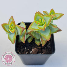 Load image into Gallery viewer, Crassula rupestris 'High Voltage' - John & Norma's Succulents Australia