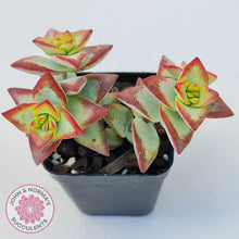 Load image into Gallery viewer, Crassula rupestris 'High Voltage' - John & Norma's Succulents Australia
