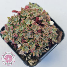 Load image into Gallery viewer, Crassula setulosa v transvaal drakensberg
