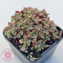 Load image into Gallery viewer, Crassula setulosa v transvaal drakensberg