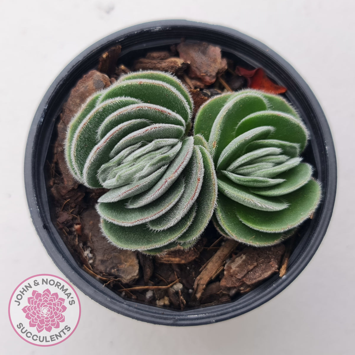 Crassula tomentosa var. glabrifolia