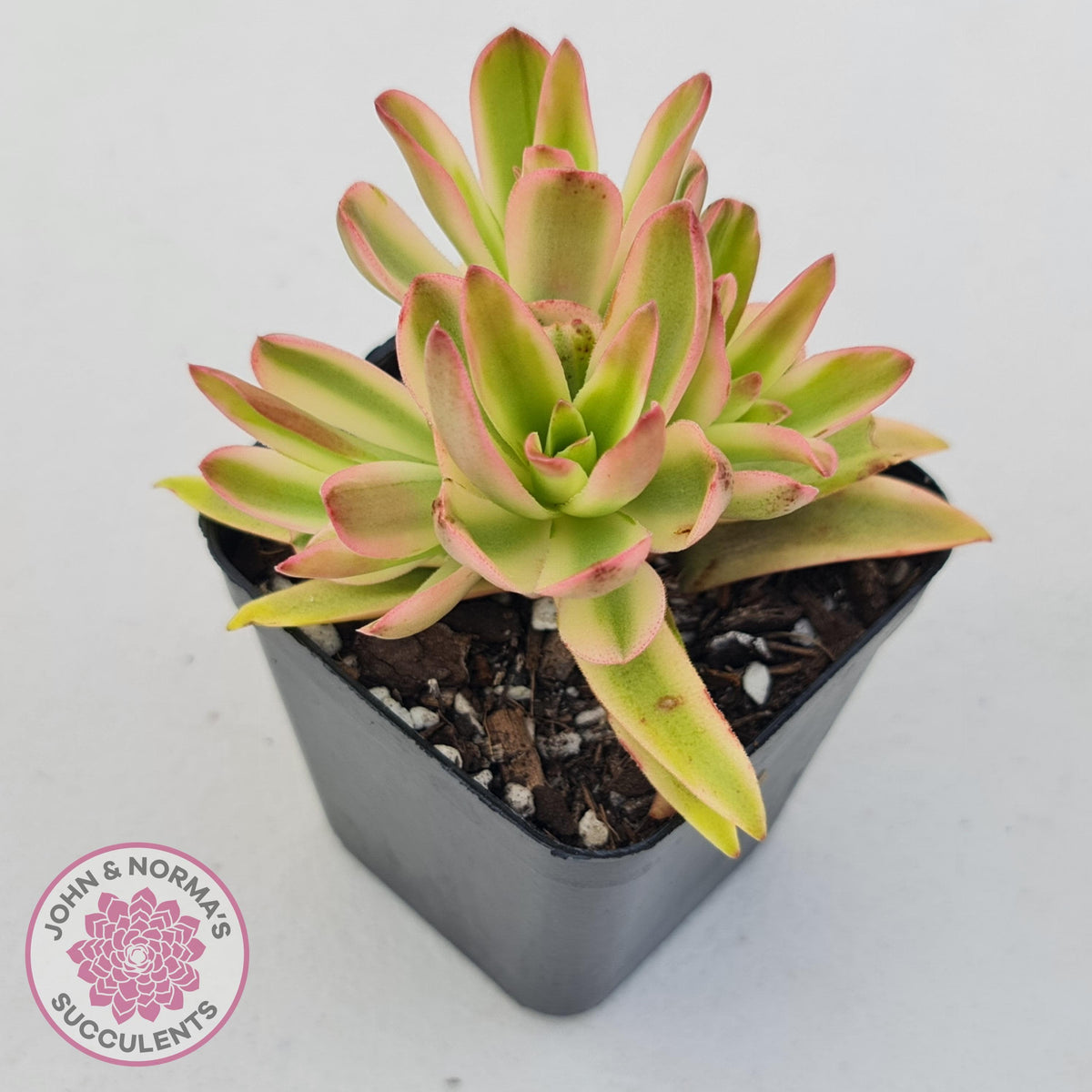 Crassula Capitella Campfire Variegata