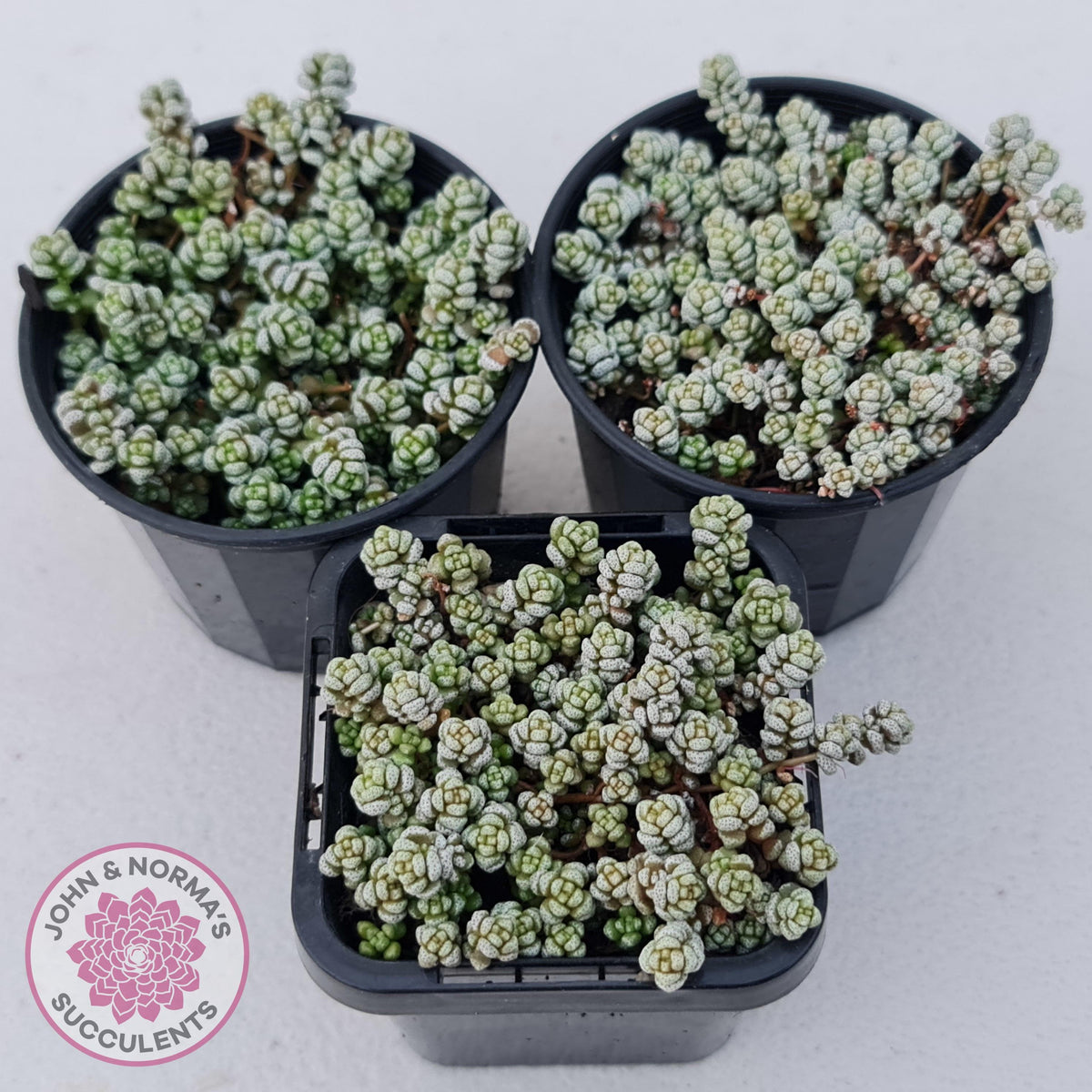 Crassula corallina