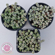 Load image into Gallery viewer, Crassula corallina - John & Norma's Succulents