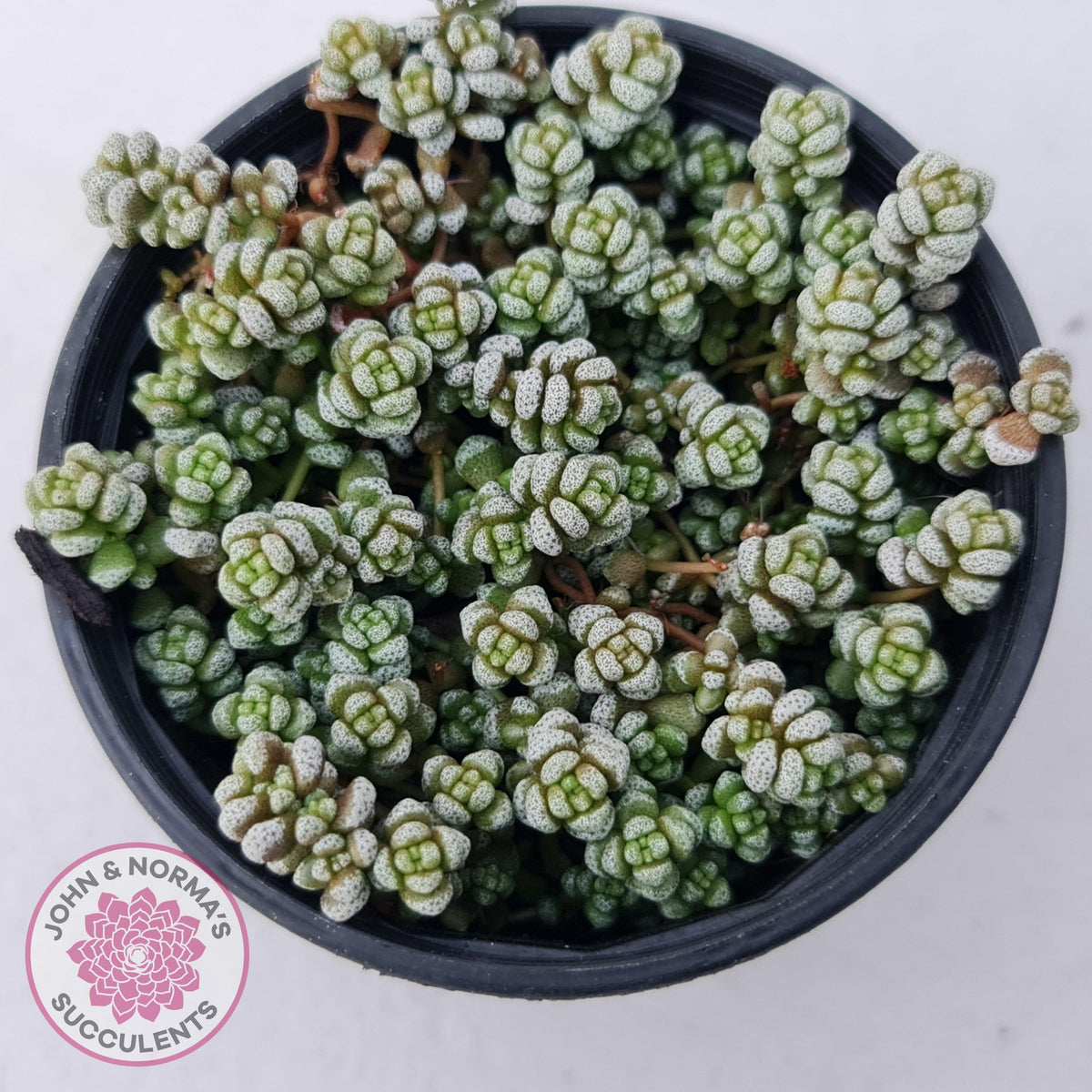 Crassula corallina