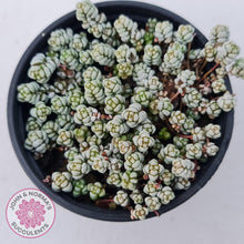 Load image into Gallery viewer, Crassula corallina - John & Norma's Succulents