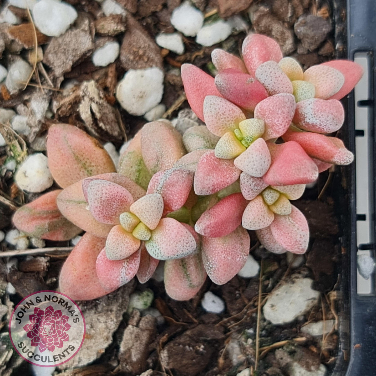 Crassula deltoidea variegata