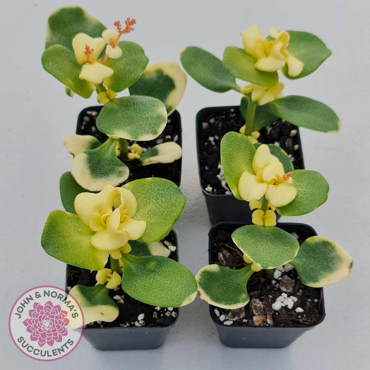 Crassula multicava Variegated