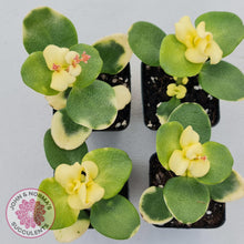 Load image into Gallery viewer, Crassula Multicava Variegated - John & Norma's Succulents
