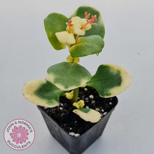 Load image into Gallery viewer, Crassula Multicava Variegated - John & Norma's Succulents