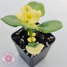 Load image into Gallery viewer, Crassula multicava Variegated - Cutting x 1 - John & Norma's Succulents Australia